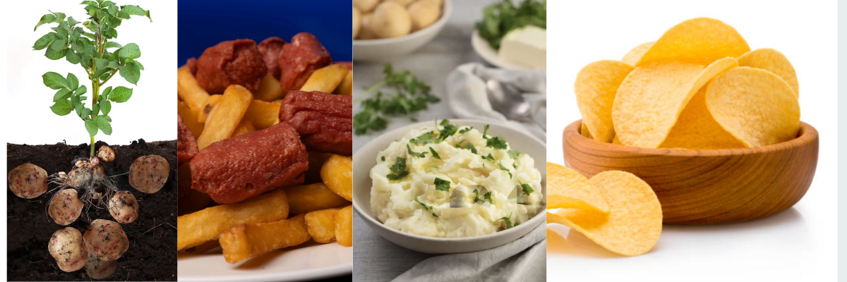 Fresh Bangladeshi potatoes on farm field with potato-based products like chips and fries for export.