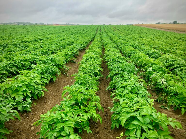 Potato harvesting field