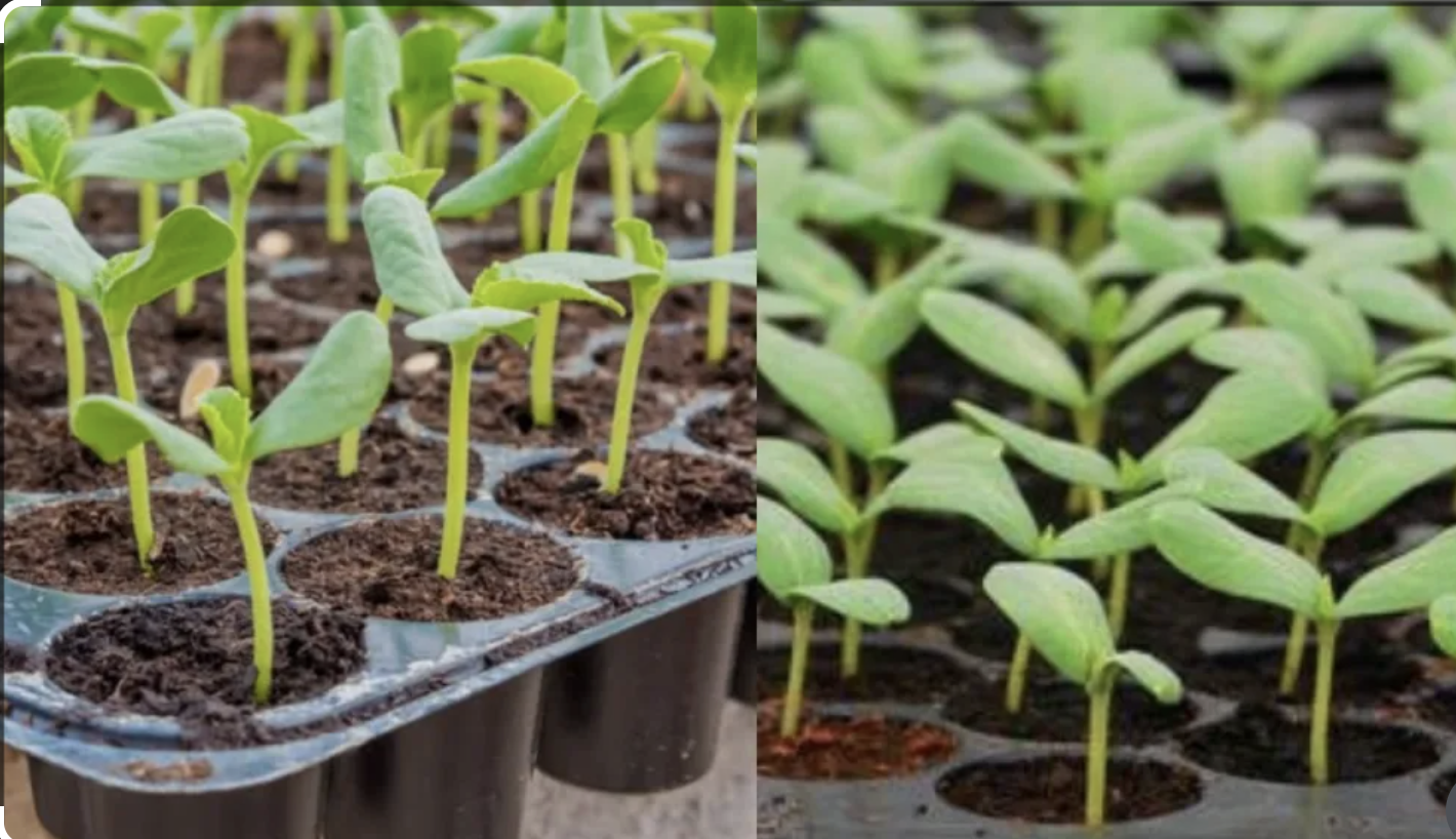 Coco peat for nursery farming and horticulture