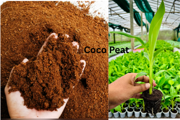 Coco peat dust and healthy plants growing in coco peat as an eco-friendly horticultural growing medium