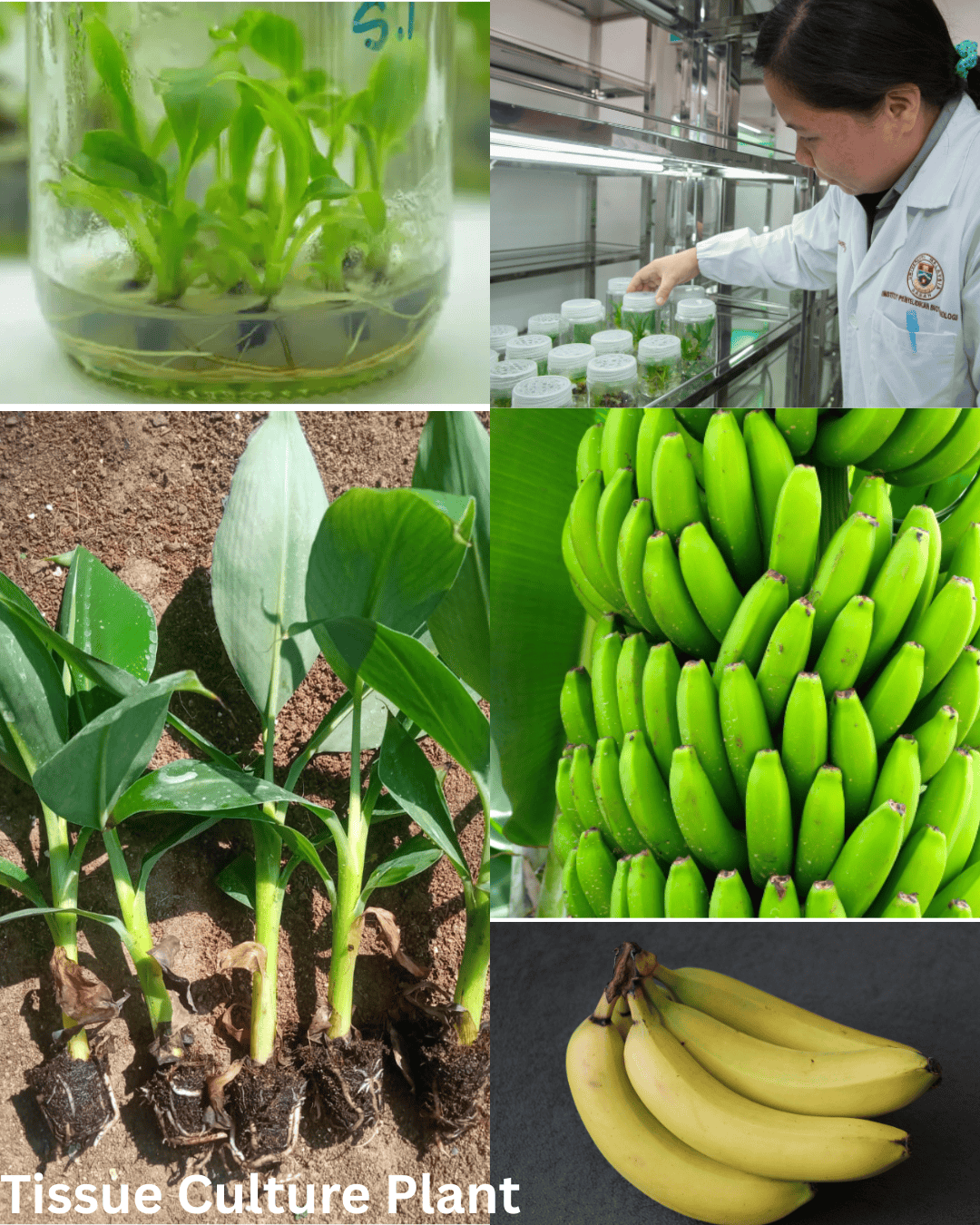 tissue culture banana plant G9 uniform healthy sapling high yield agriculture Bangladesh