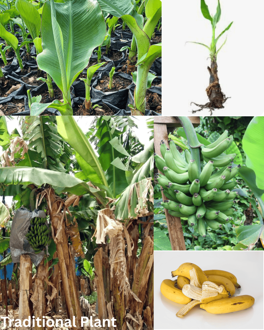 traditional banana sucker plant uneven growth lower yield farming Bangladesh