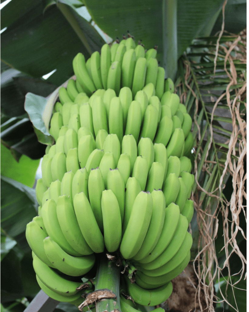 G9 banana harvest large bunch high yield farming