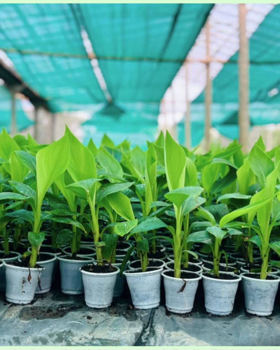 G9 banana tissue culture plants growing in nursery polybags Bangladesh