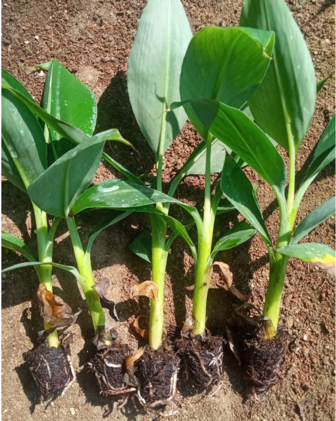 G-9 Tissue Culture plant with developed route