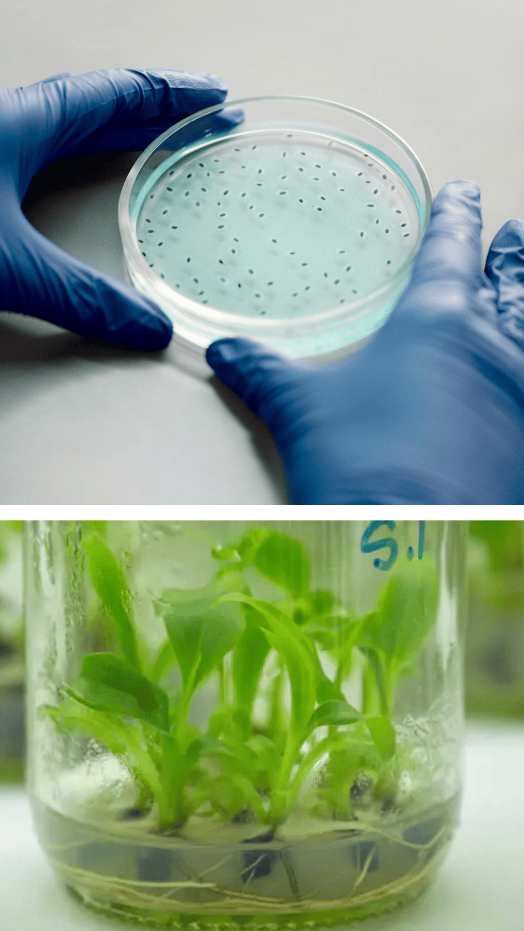 Tissue Culture stage