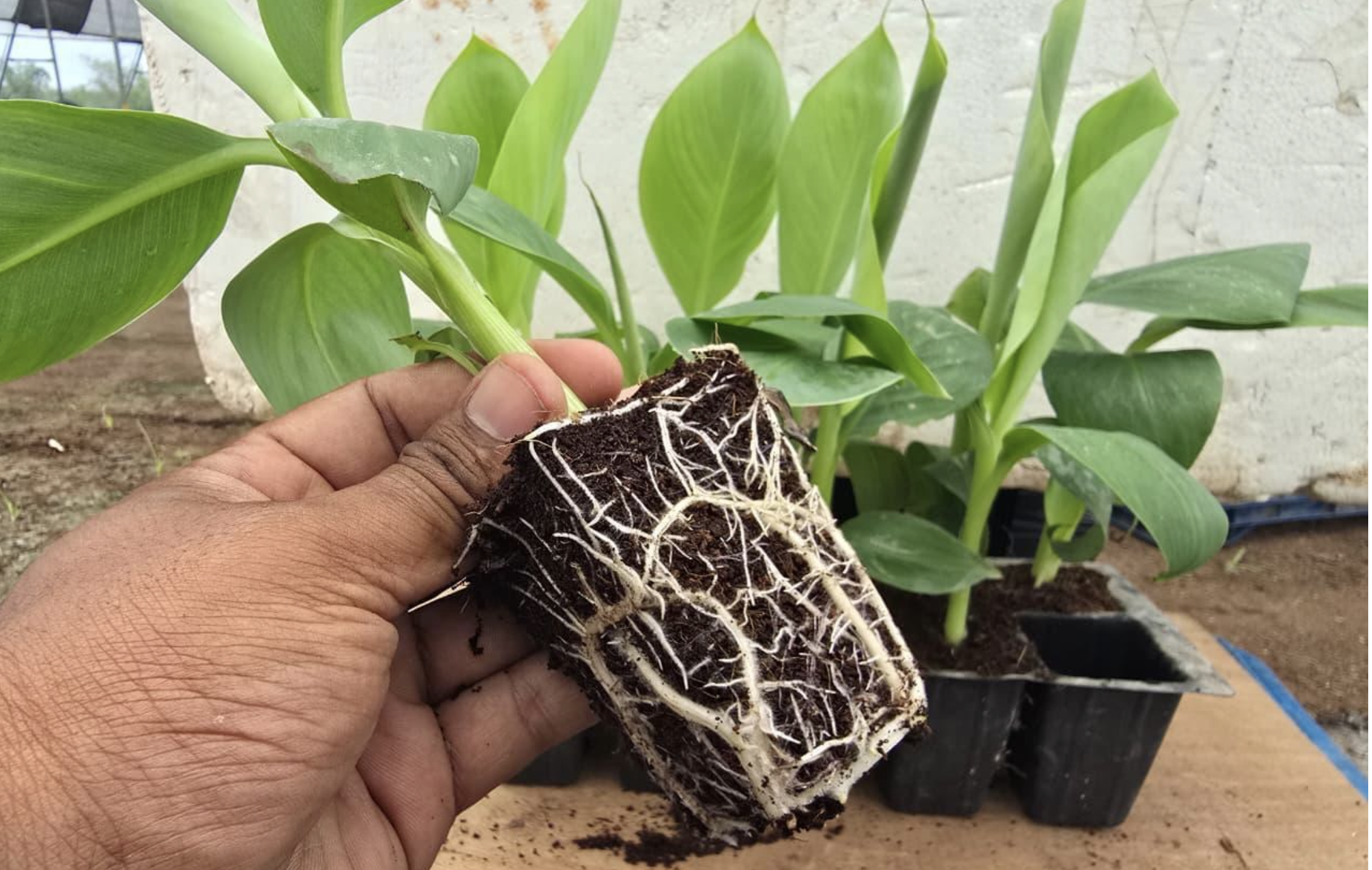 G-9 tissue culture banana plant with healthy developed roots in a nursery pot